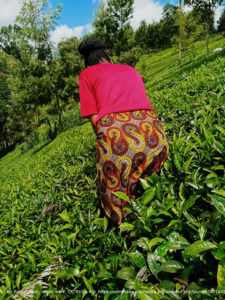 tea production